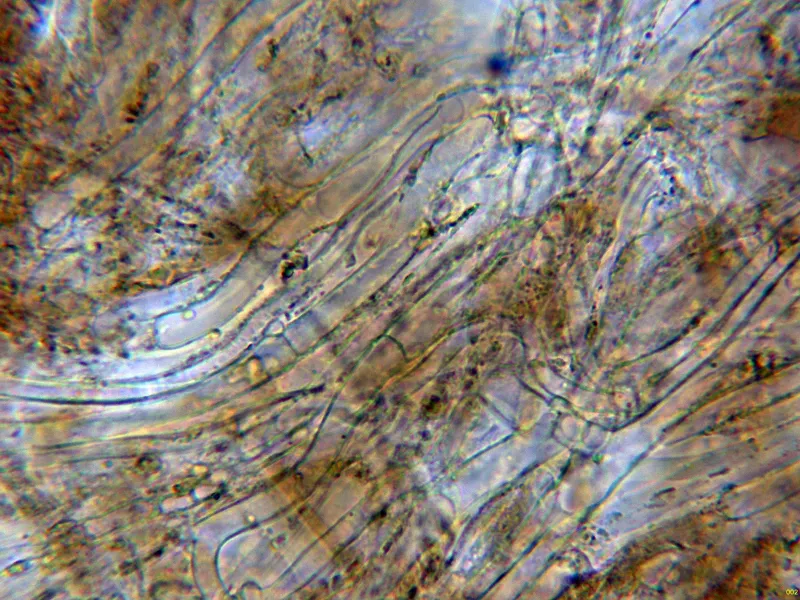 Calonarius cupreorufus 10 - Subpellis agua-002